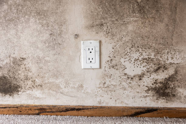 Best Mold Odor Removal Services  in Sandusky, OH
